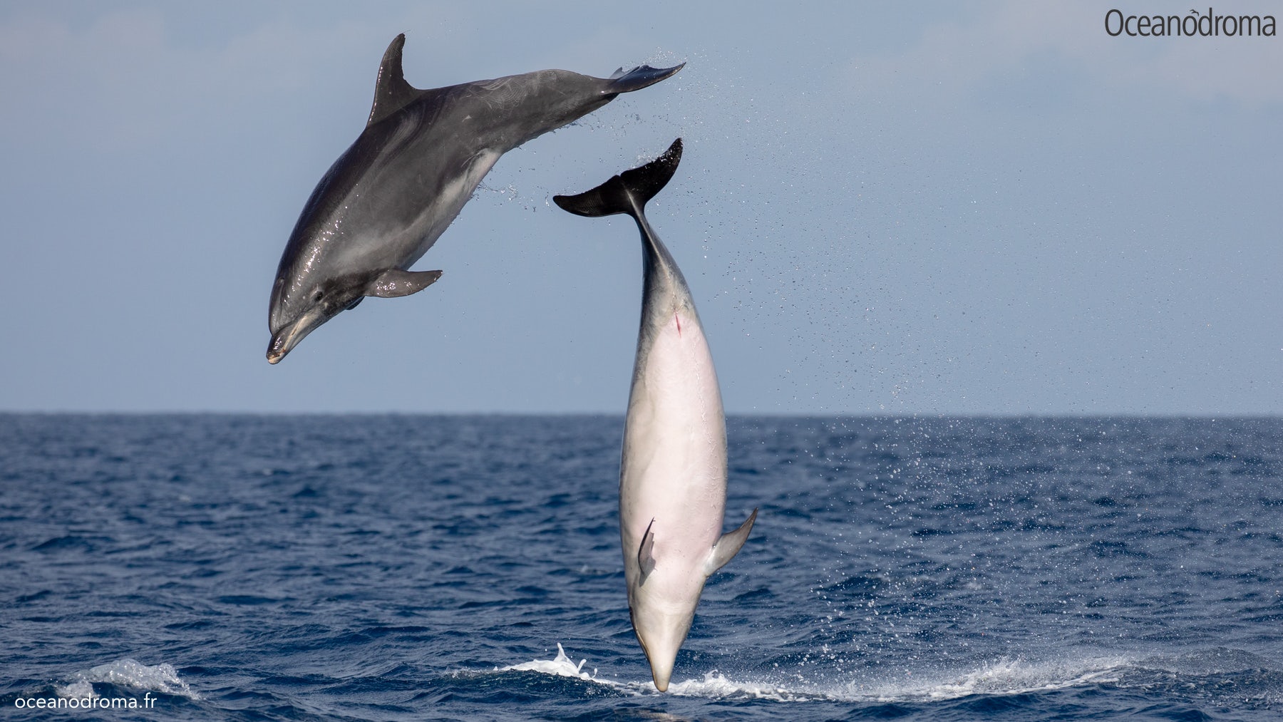 wbvoe8-common-bottlenose-dolphin-tursiops-truncatus